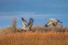 Sandhill cranes in flight formation. Bosque del Apache National Wildlife Refuge, New Mexico Art Print